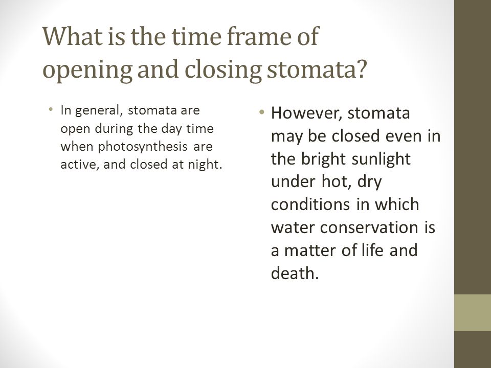 What is the time frame of opening and closing stomata
