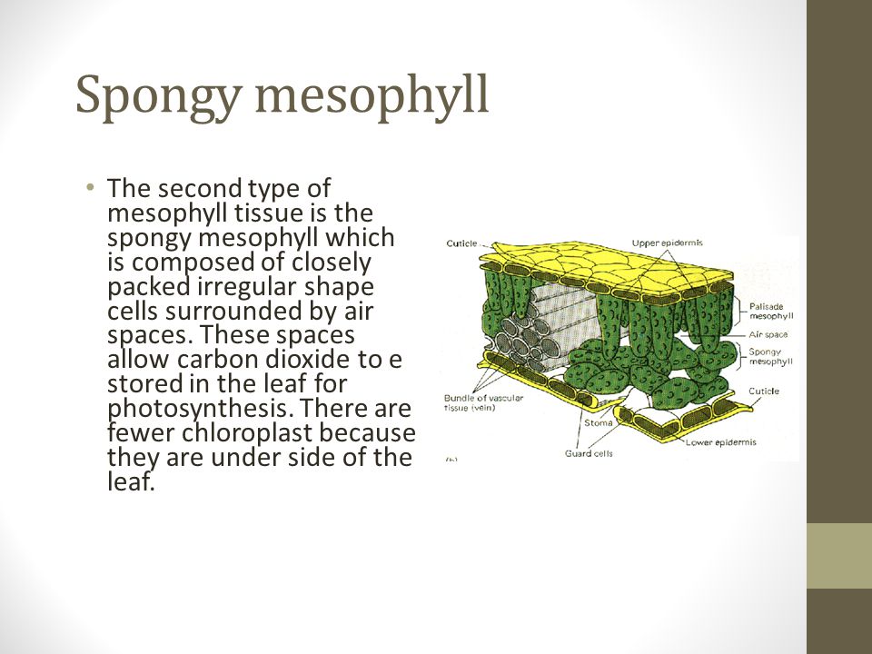 Spongy mesophyll