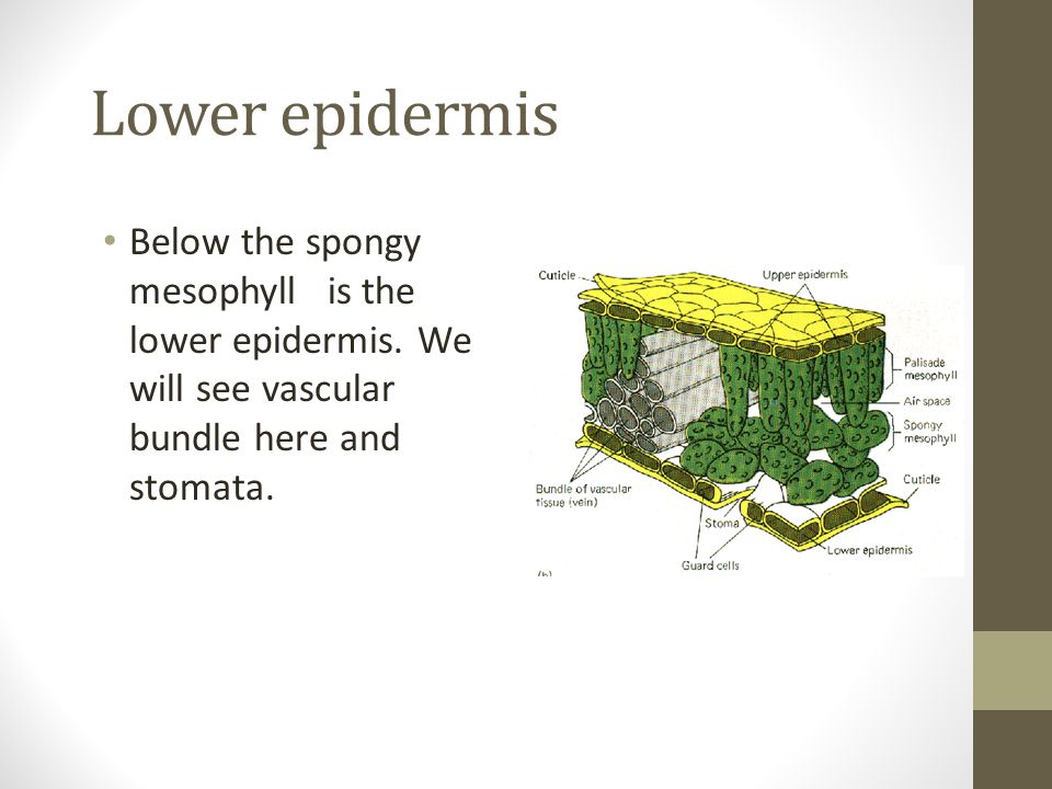 Lower epidermis Below the spongy mesophyll is the lower epidermis.