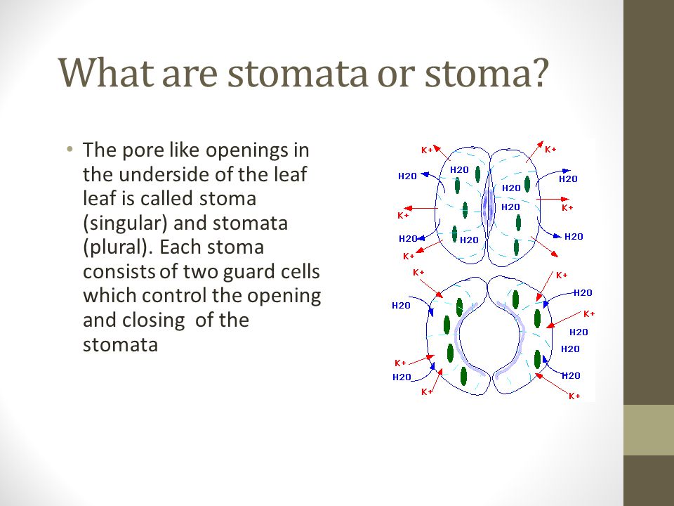 What are stomata or stoma