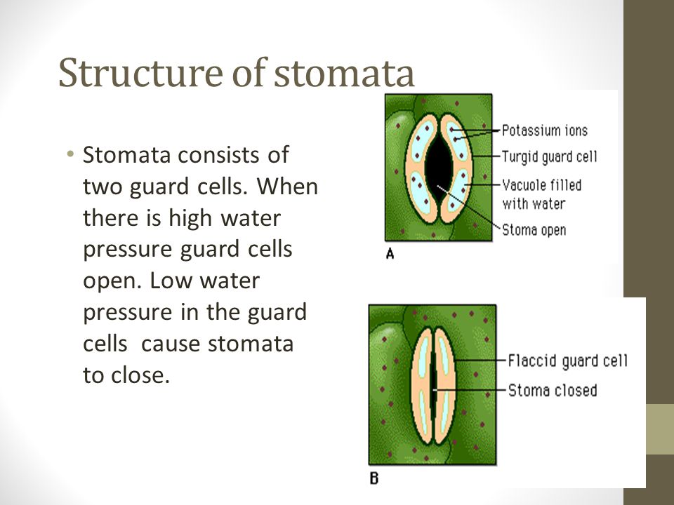 Structure of stomata