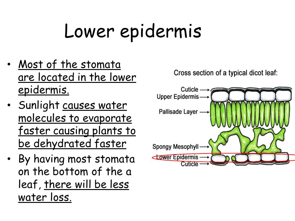 Lower epidermis Most of the stomata are located in the lower epidermis.