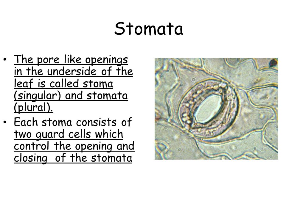 Stomata The pore like openings in the underside of the leaf is called stoma (singular) and stomata (plural).