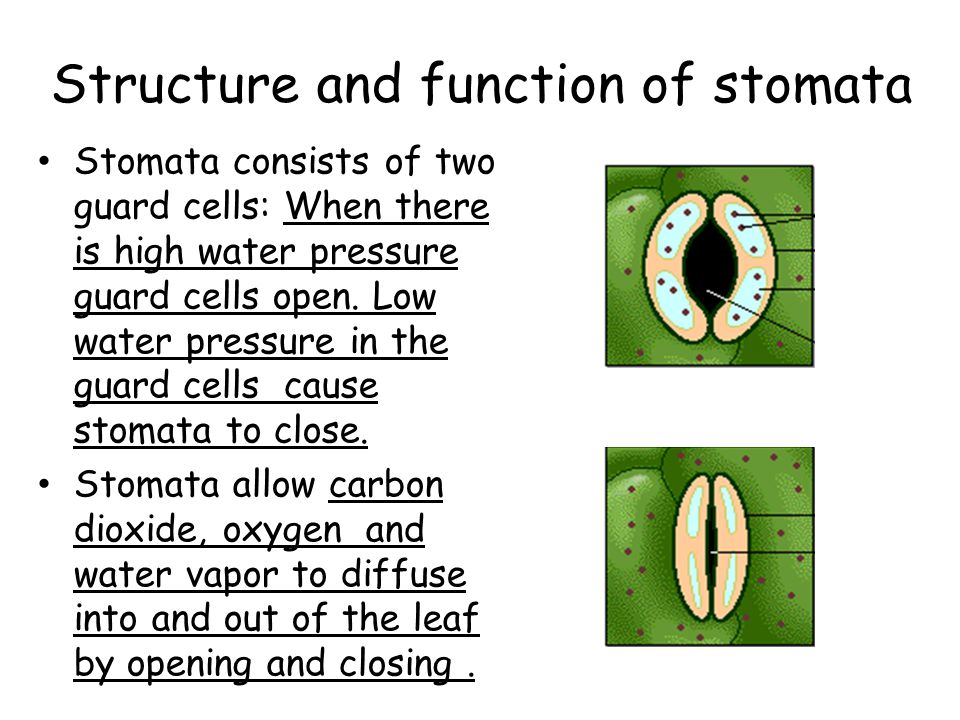 Structure and function of stomata