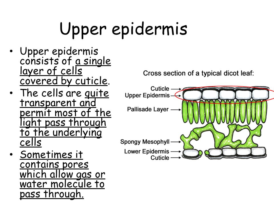 Upper epidermis Upper epidermis consists of a single layer of cells covered by cuticle.