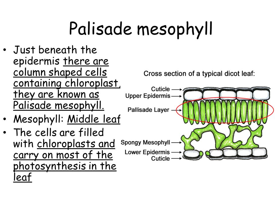 Palisade mesophyll Just beneath the epidermis there are column shaped cells containing chloroplast, they are known as Palisade mesophyll.