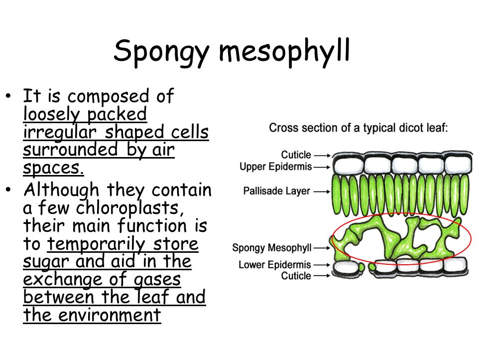 Spongy mesophyll It is composed of loosely packed irregular shaped cells surrounded by air spaces.