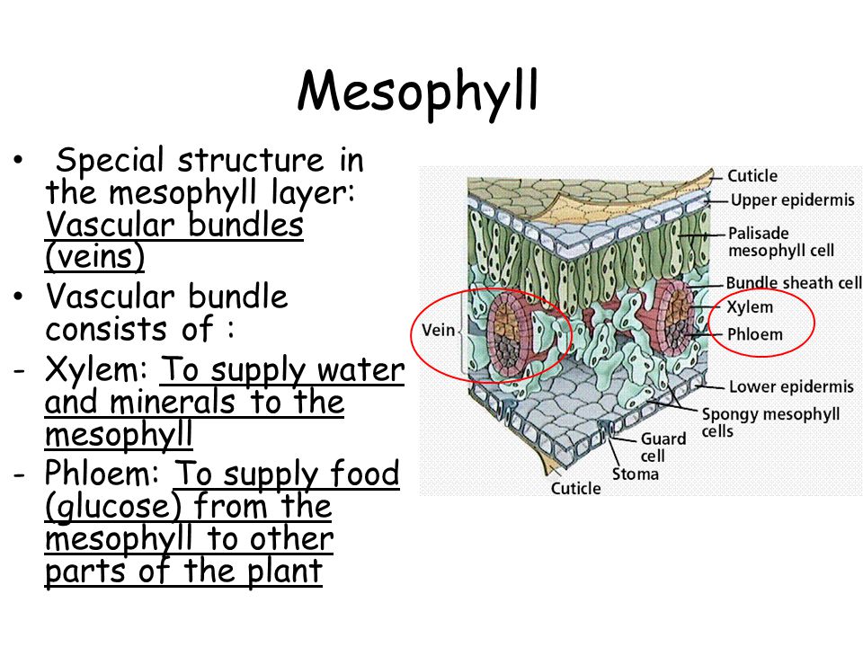 Mesophyll Special structure in the mesophyll layer: Vascular bundles (veins) Vascular bundle consists of :