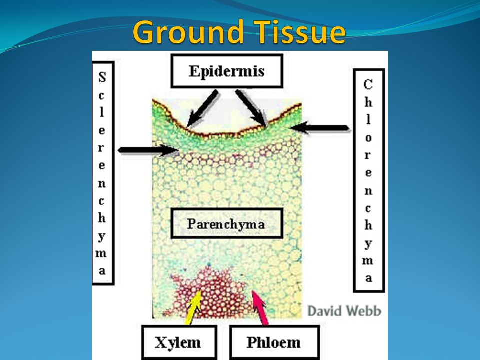 Ground Tissue