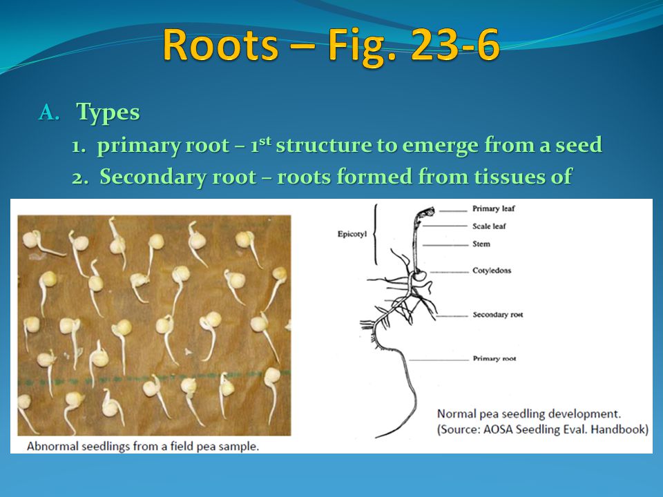 Roots – Fig Types. 1. primary root – 1st structure to emerge from a seed.