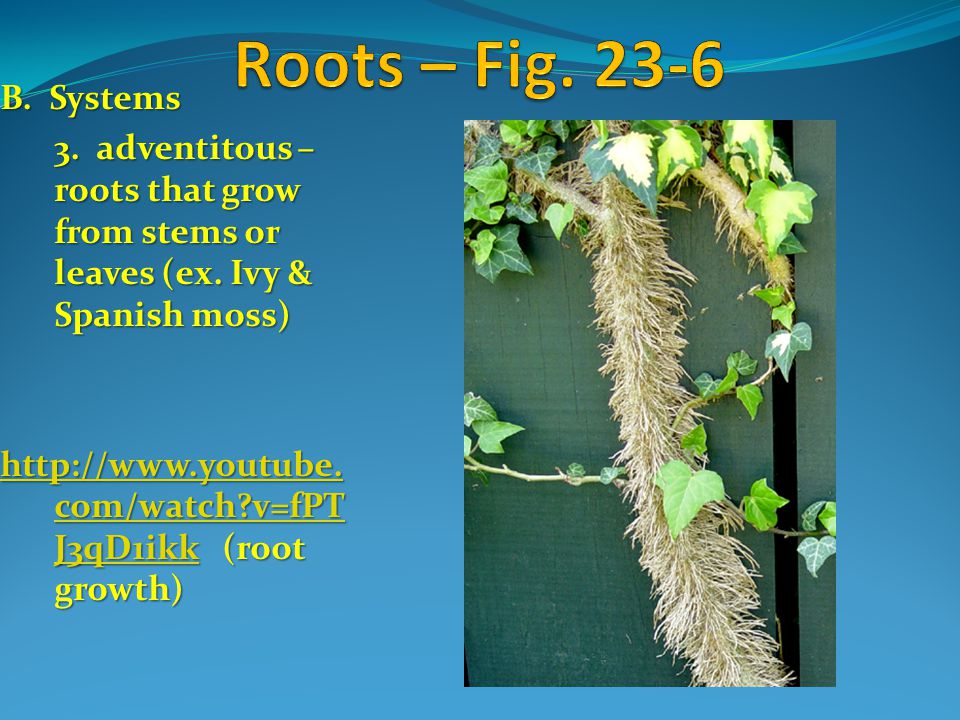 Roots – Fig B. Systems. 3. adventitous – roots that grow from stems or leaves (ex. Ivy & Spanish moss)