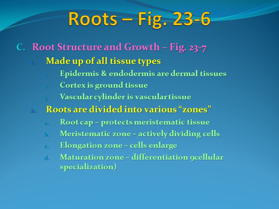 Roots – Fig Root Structure and Growth – Fig. 23-7