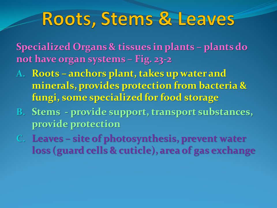 Roots, Stems & Leaves Specialized Organs & tissues in plants – plants do not have organ systems – Fig
