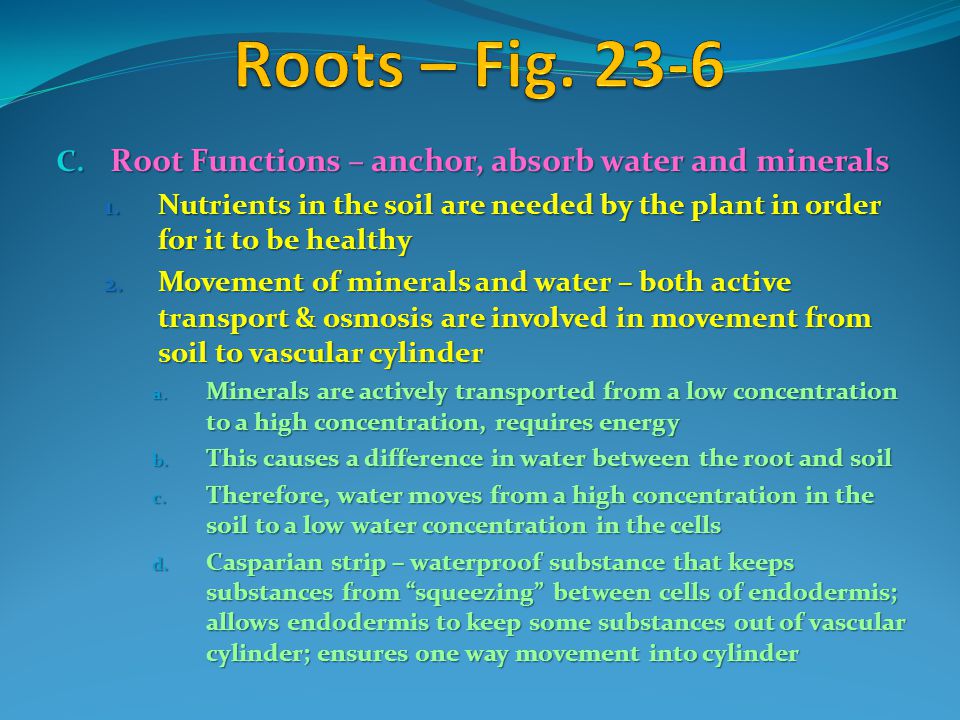 Roots – Fig Root Functions – anchor, absorb water and minerals