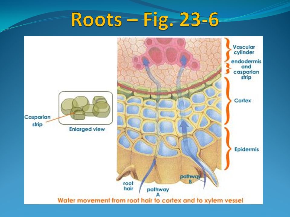 Roots – Fig. 23-6