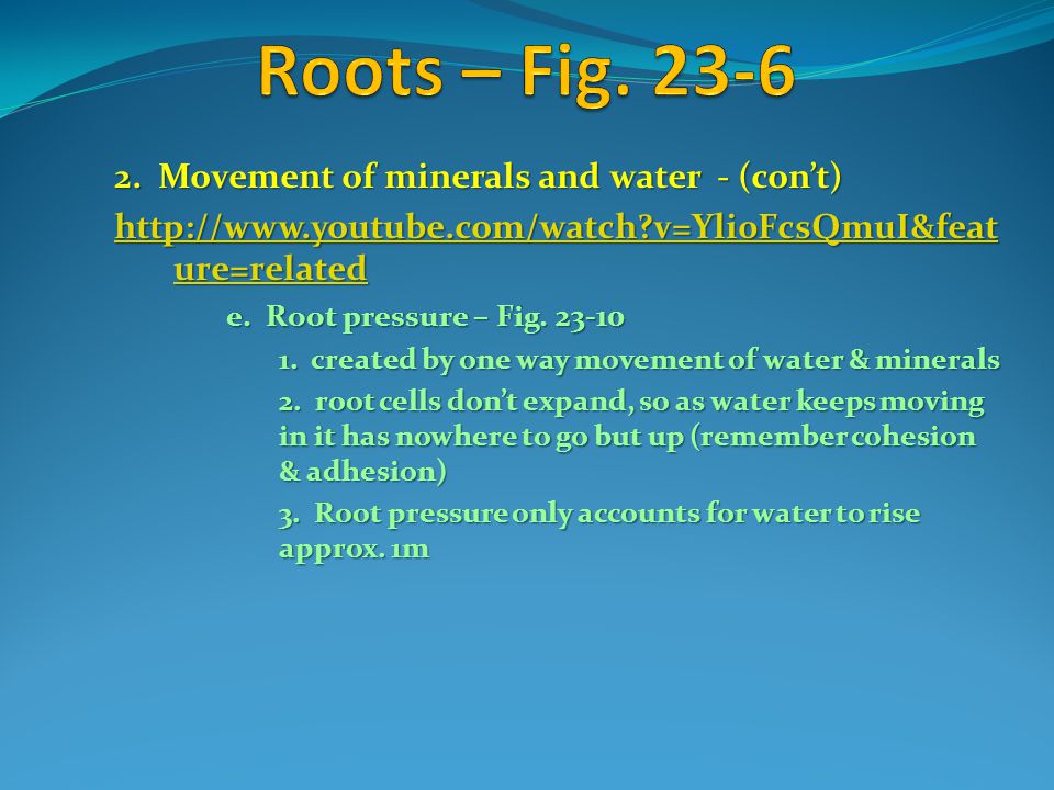 Roots – Fig Movement of minerals and water - (con’t)