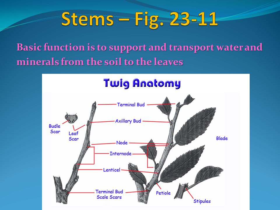 Stems – Fig Basic function is to support and transport water and.