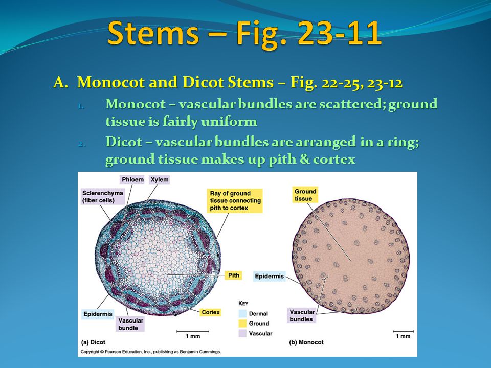 Stems – Fig A. Monocot and Dicot Stems – Fig , 23-12