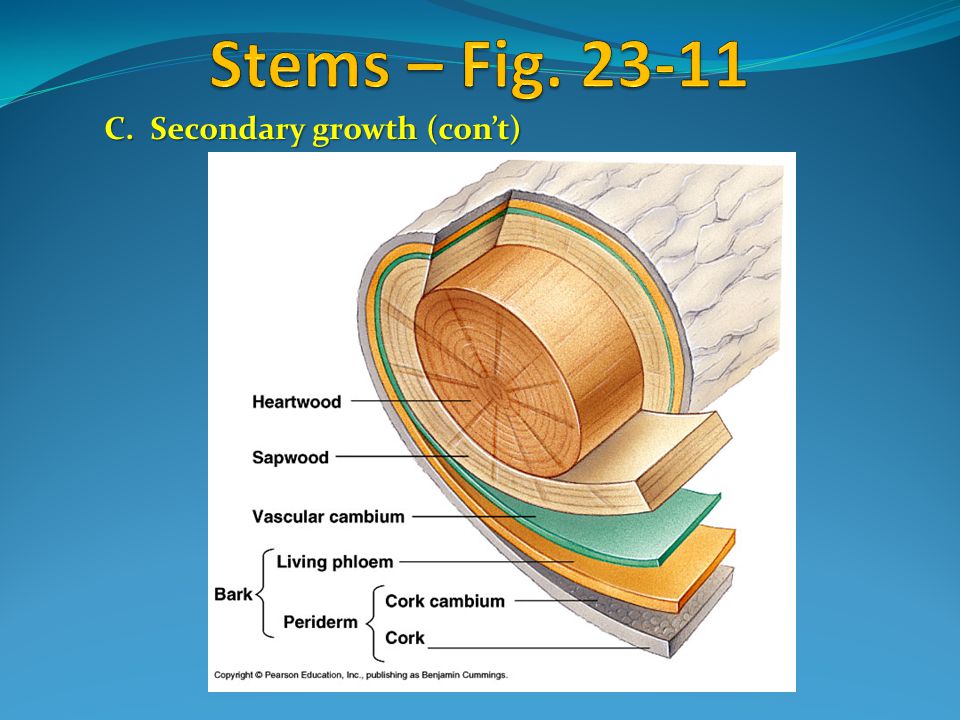 C. Secondary growth (con’t)