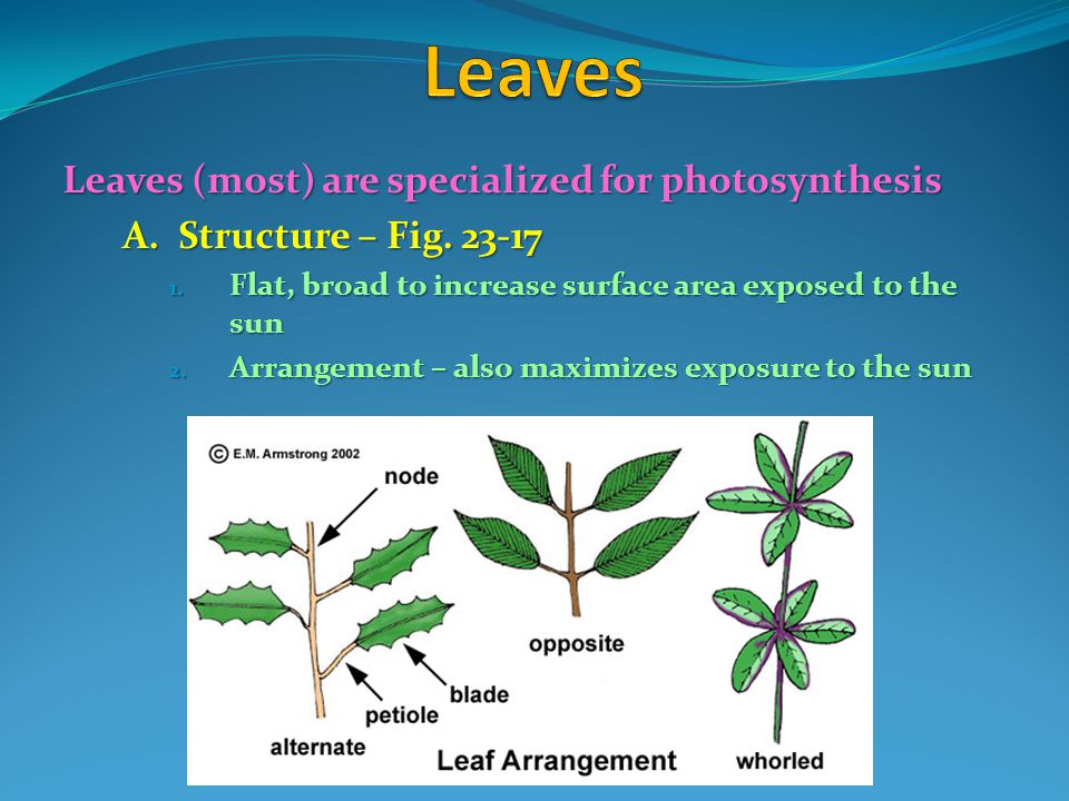 Leaves Leaves (most) are specialized for photosynthesis