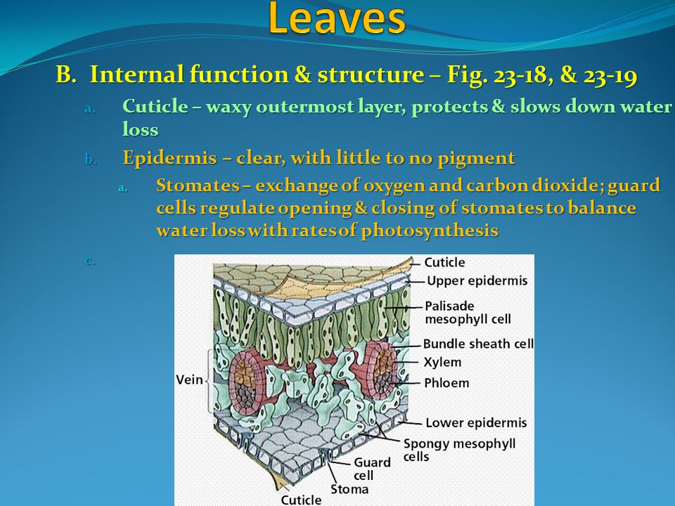 Leaves B. Internal function & structure – Fig , & 23-19