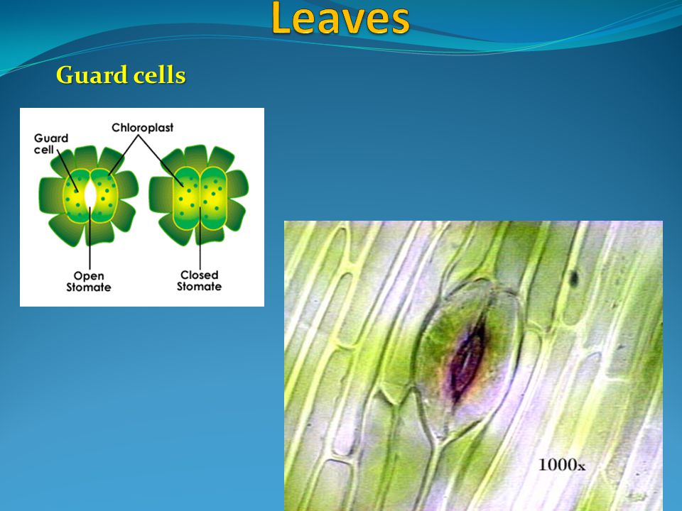 Leaves Guard cells