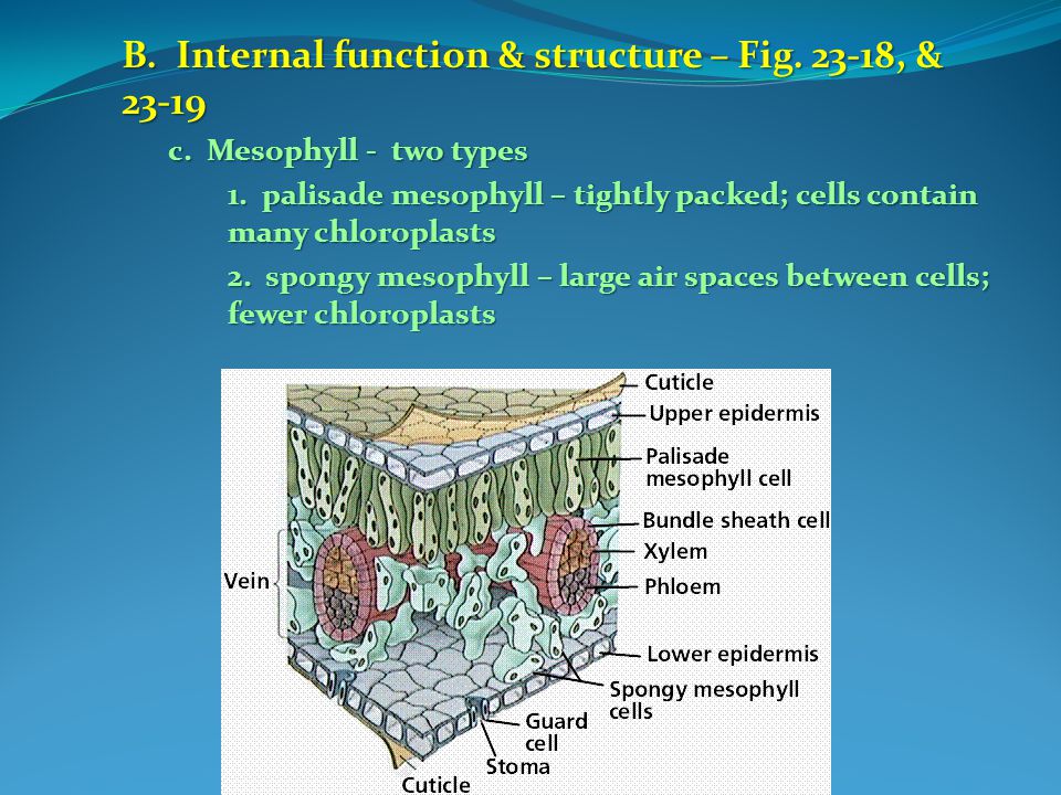 B. Internal function & structure – Fig , & 23-19