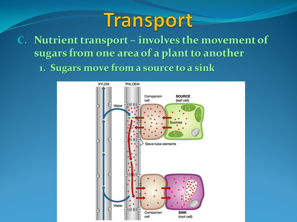 Transport Nutrient transport – involves the movement of sugars from one area of a plant to another.