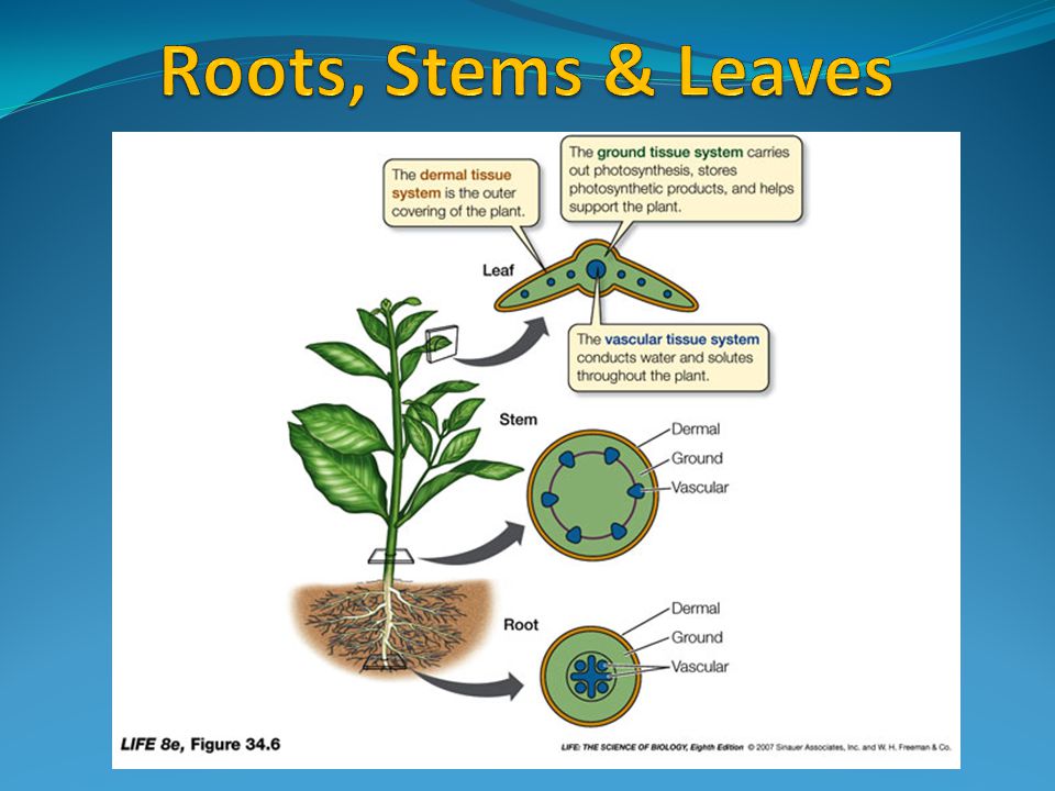 Roots, Stems & Leaves
