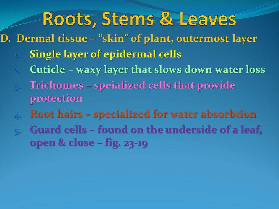 Roots, Stems & Leaves D. Dermal tissue – skin of plant, outermost layer. Single layer of epidermal cells.