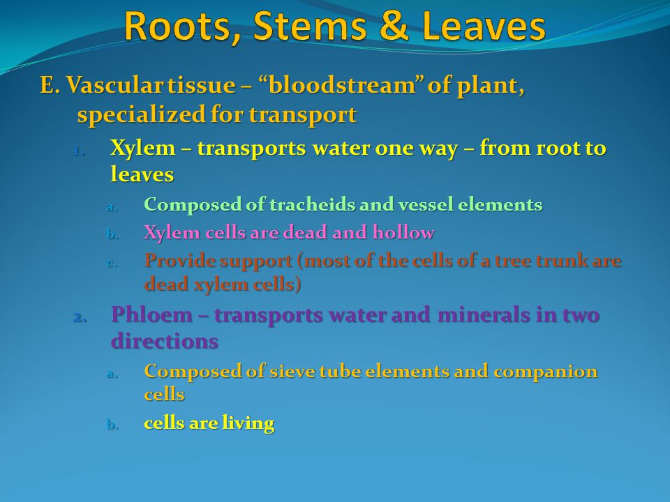 Roots, Stems & Leaves E. Vascular tissue – bloodstream of plant, specialized for transport. Xylem – transports water one way – from root to leaves.