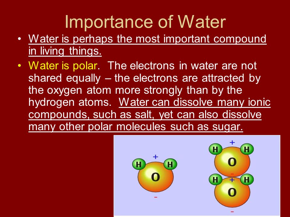Importance of Water Water is perhaps the most important compound in living things.