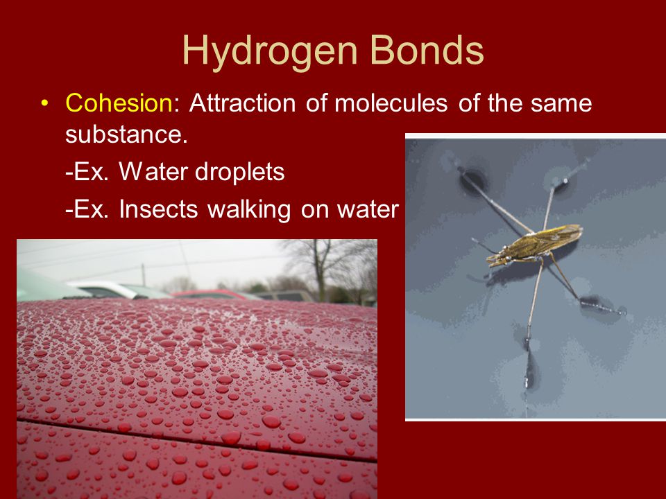 Hydrogen Bonds Cohesion: Attraction of molecules of the same substance.
