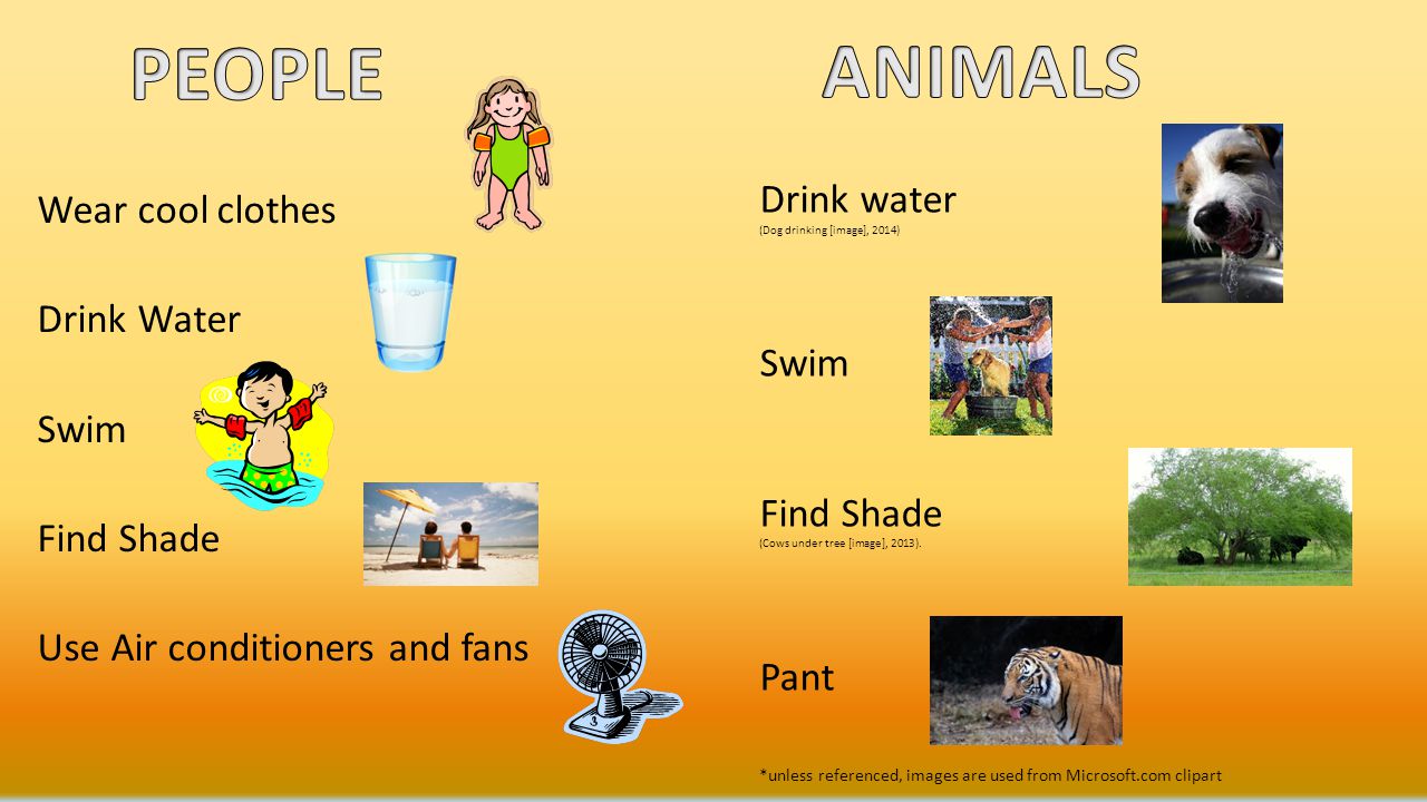 PEOPLE ANIMALS. Wear cool clothes Drink Water Swim Find Shade Use Air conditioners and fans Drink water.