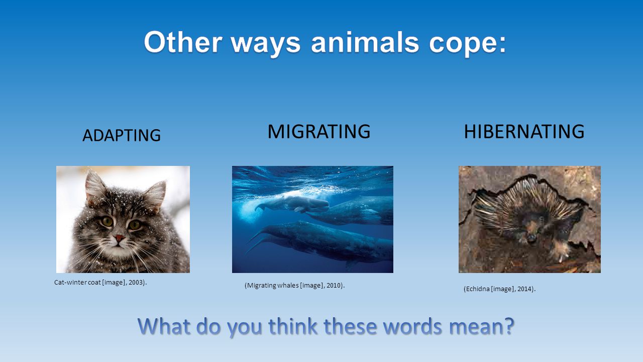 Other ways animals cope: