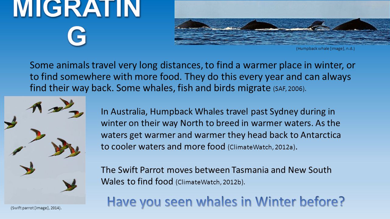 Have you seen whales in Winter before