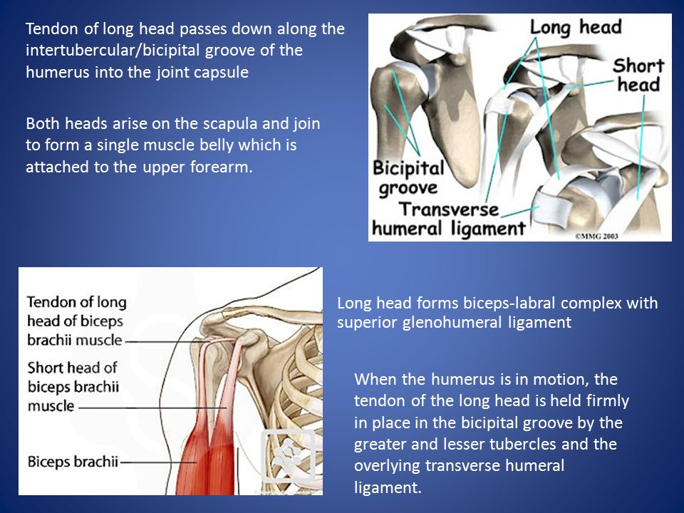 Anatomy From Mira S Flashcards Quizlet