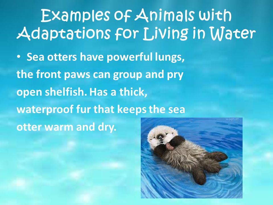 Lesson 2. What are some Adaptations for Living in Water and on Land? - ppt  video online download