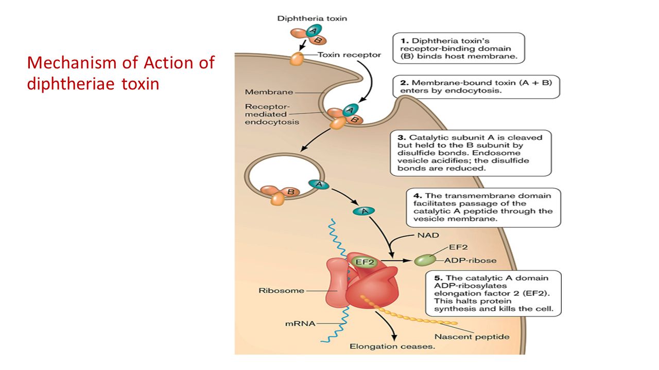Патогенез дифтерии схема