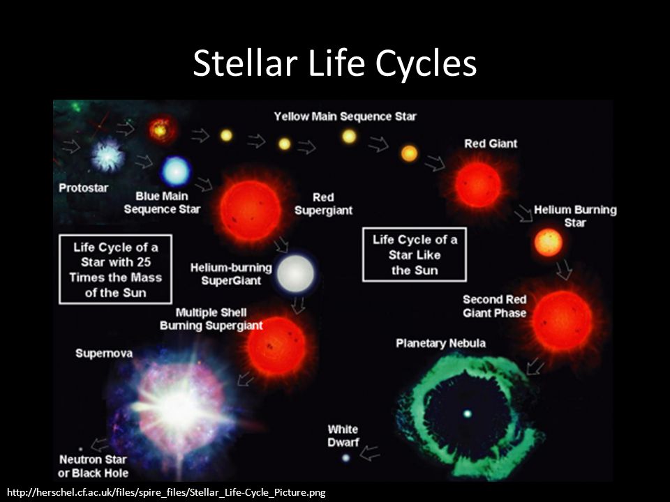 Последовательность белых карликов. Star Life Cycle. Главная последовательность звезд. Схема эволюции Бетельгейзе. Сообщение о звезде красный гигант.