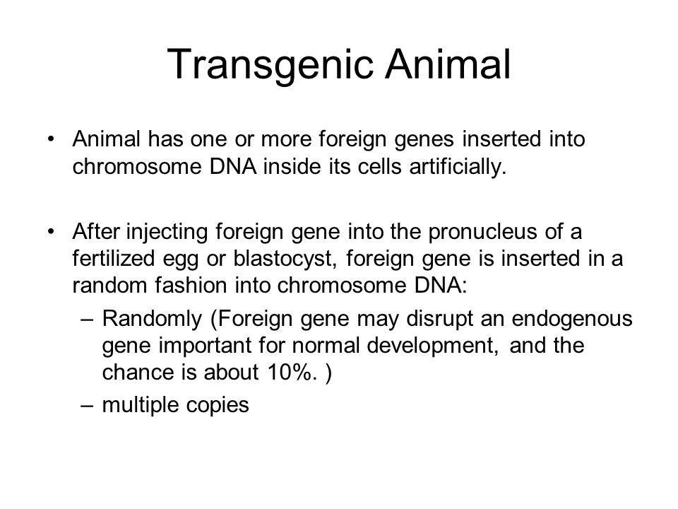 38+ Transgenic Animals Mice Ppt Pictures