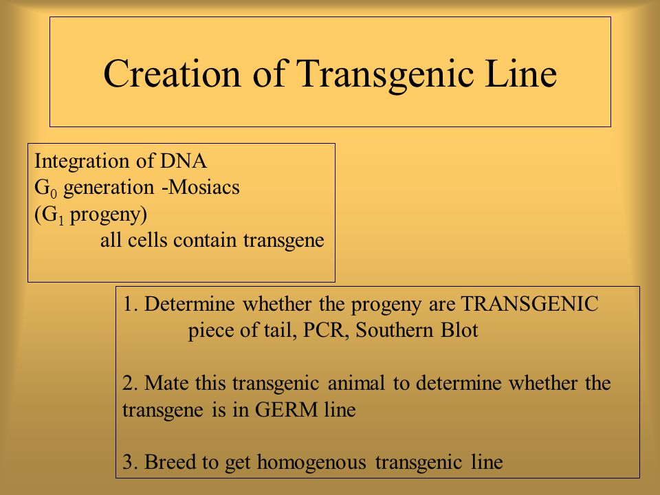 Transgenic Animals BIT ppt video online download Transgenic Animals BIT ppt video online download