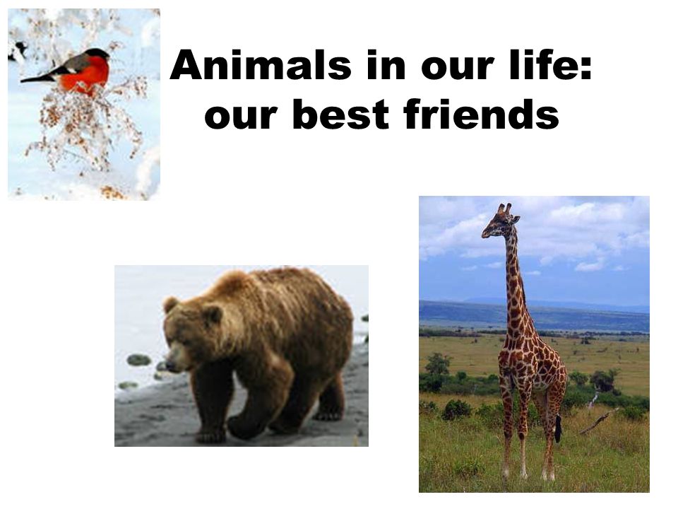 Animals in our life: our best friends
