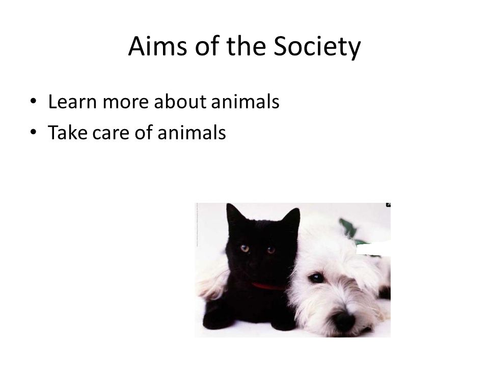 Aims of the Society Learn more about animals Take care of animals