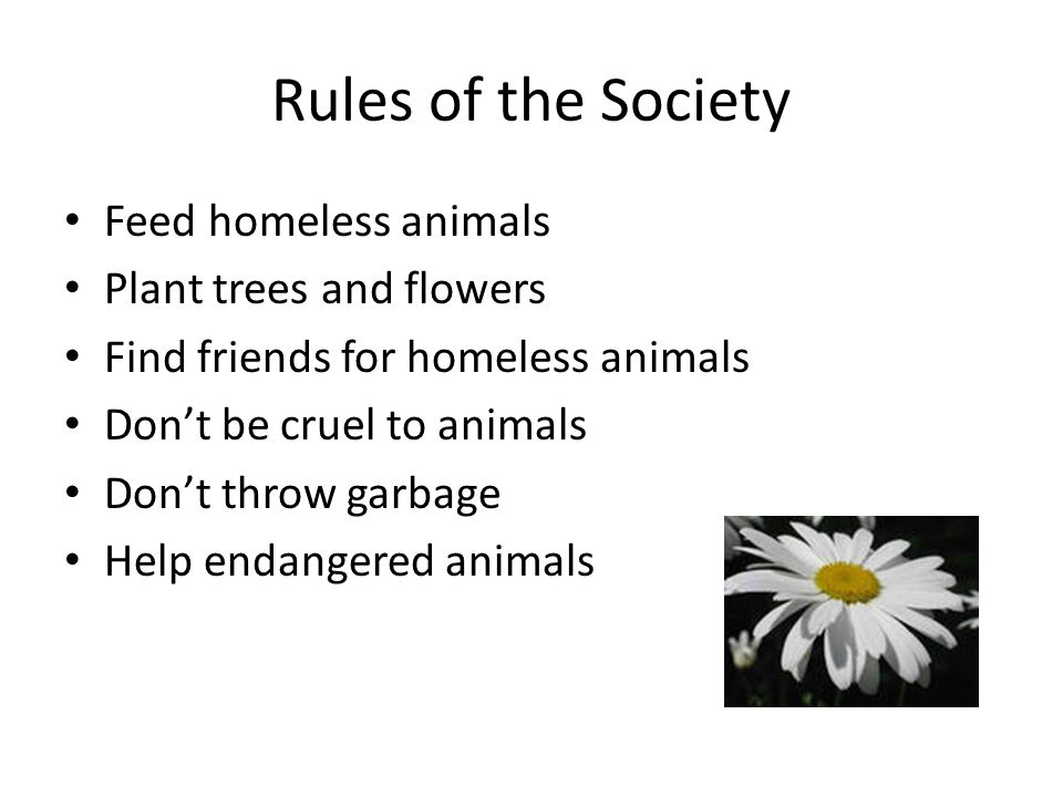 Rules of the Society Feed homeless animals Plant trees and flowers
