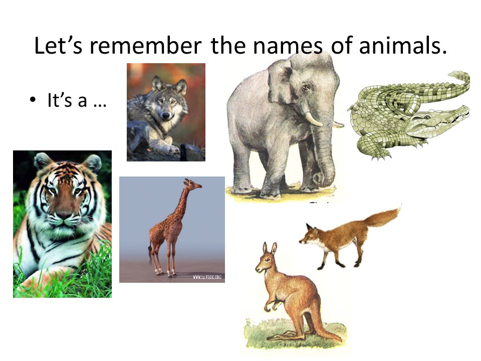 Let’s remember the names of animals.