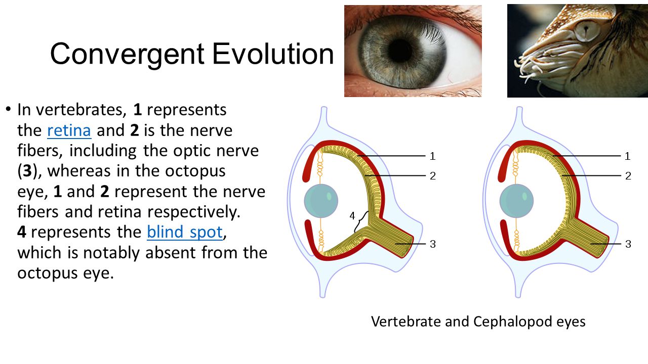 Evolution of the eye