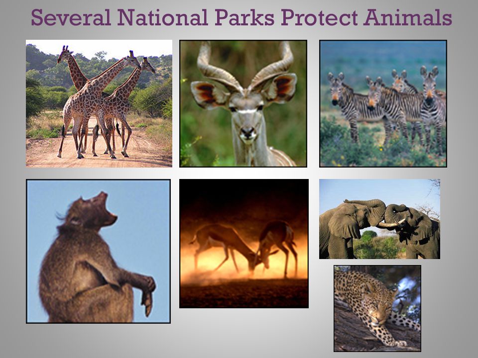 Several National Parks Protect Animals