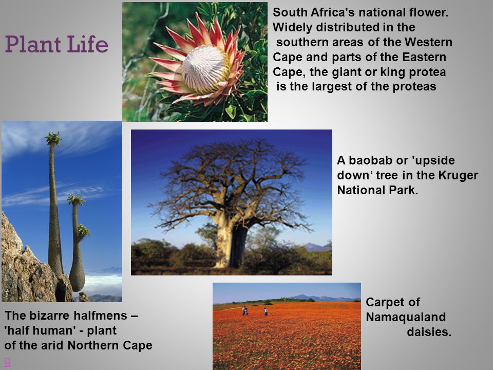 Plant Life South Africa s national flower. Widely distributed in the