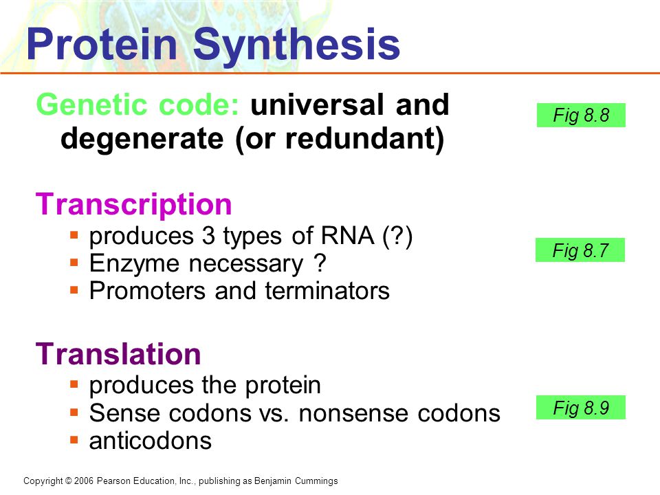 nonsense codons in protein synthesis